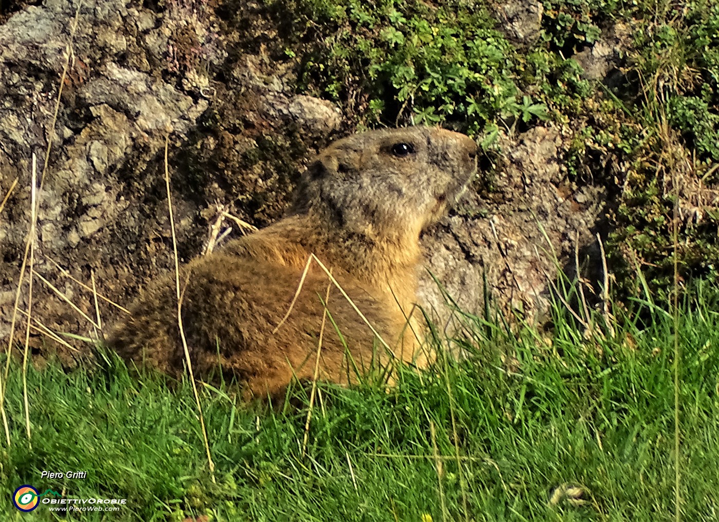 16 Bella marmotta allo zoom.JPG